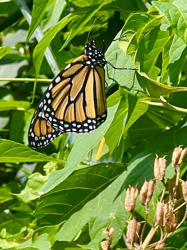 Monarch
