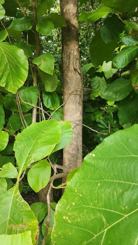 Teak