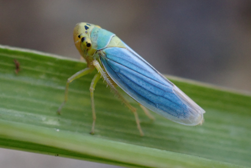 Green Leafhopper