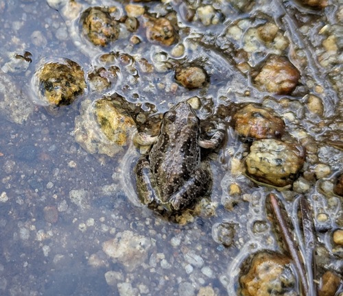 iNaturalist observation photo of Pacific chorus frog