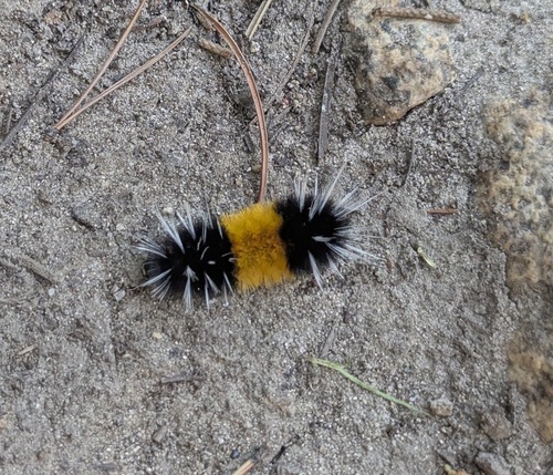 iNaturalist observation photo of Spotted Tussock Moth
