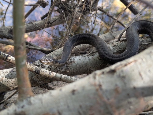 iNaturalist observation photo of Sierra Garter Snake
