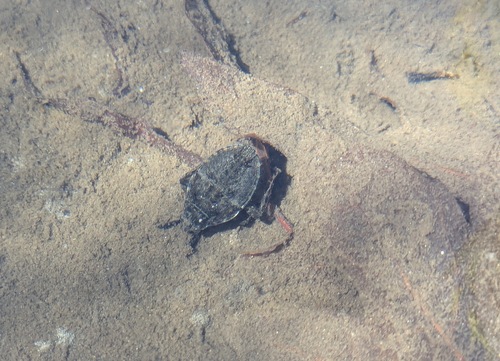 iNaturalist observation photo of Abedus indentatus