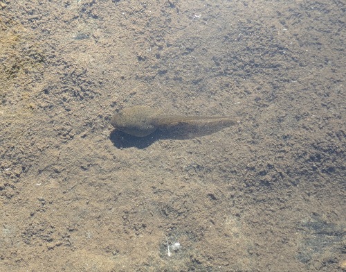 iNaturalist observation photo of American Bullfrog