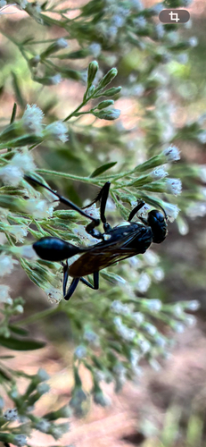 Gold-marked Thread-waisted Wasp