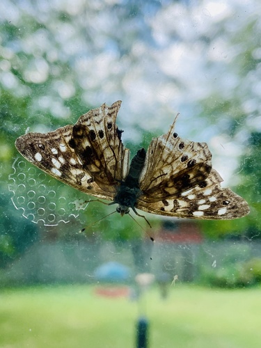 Hackberry Emperor