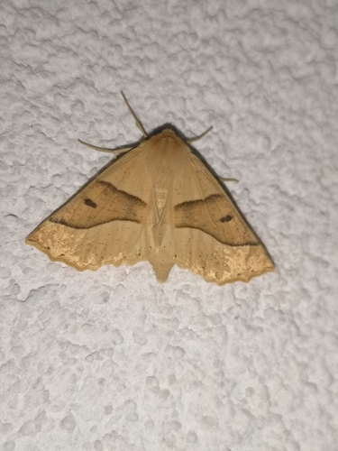 Scalloped Oak