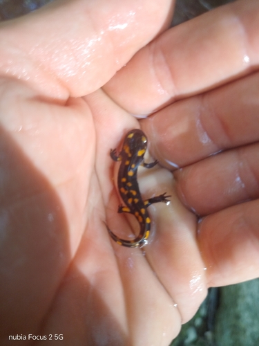 Fire Salamander