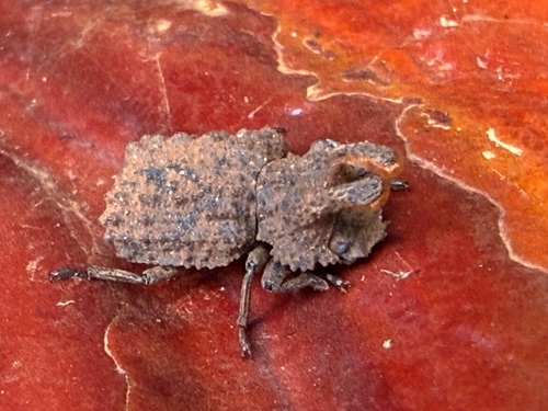 Forked Fungus Beetle