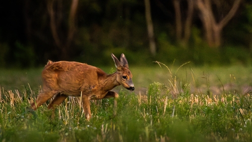 Western Roe Deer