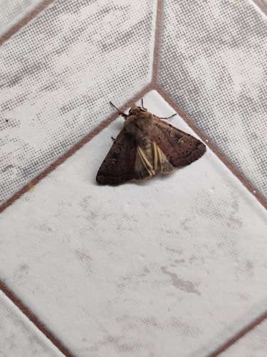 Square-spot Rustic