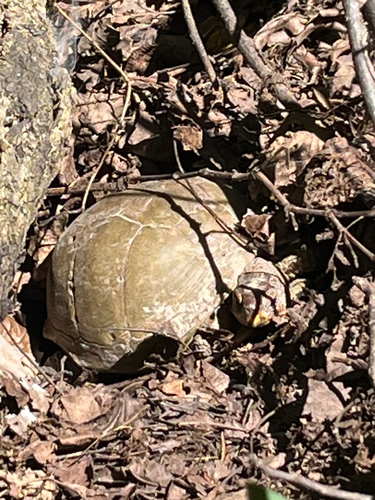 Three-toed Box Turtle