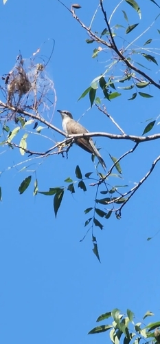 Black-billed Cuckoo observed by ethan98009