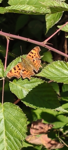 European Comma