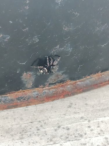 Bold Jumping Spider