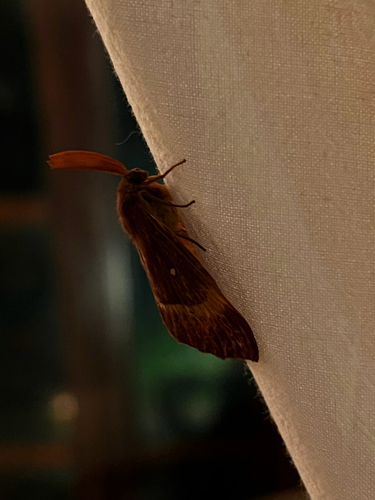 Oak Eggar