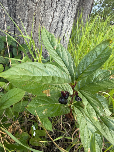 twinberry honeysuckle