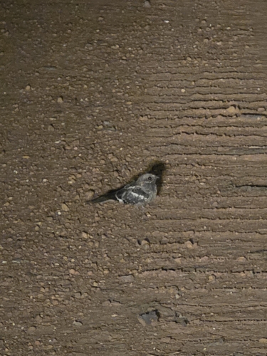 Long-tailed Nightjar