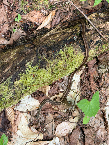 Maritime Garter Snake