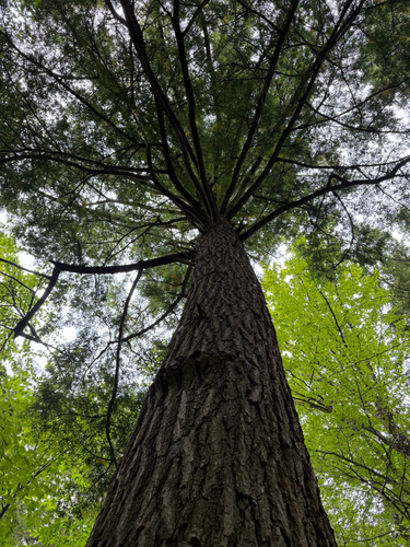 eastern hemlock