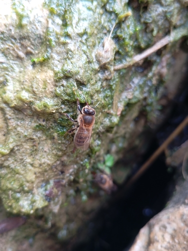 Western Honey Bee