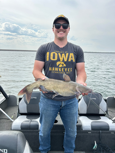 Channel Catfish