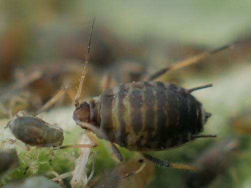 Aphis lantanae