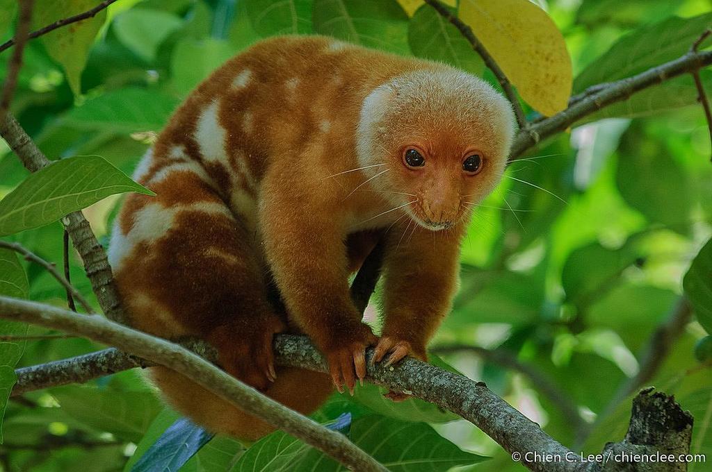 Common Spotted Cuscus from Nabire Regency, Papua, Indonesia on March 7