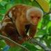 Common Spotted Cuscus - Photo (c) Chien Lee, all rights reserved, uploaded by Chien Lee