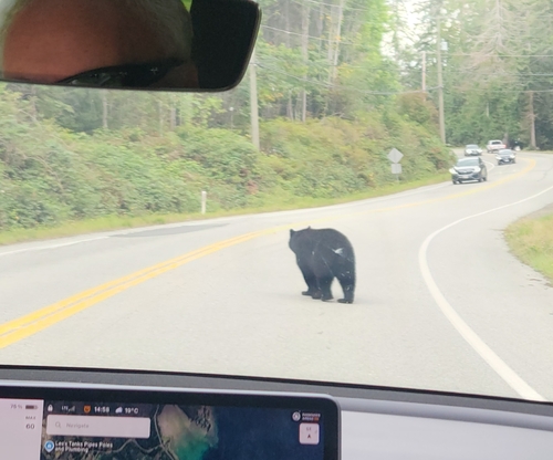 Black Bear sighting near Hwy 101 & Southview