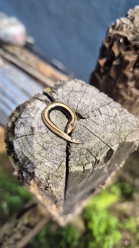 Eastern Slowworm