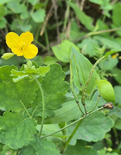 Greater celandine