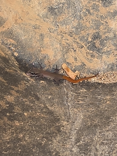 El Mouden Gecko