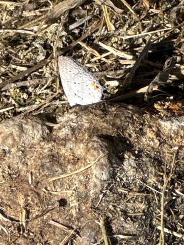 Eastern Tailed-Blue