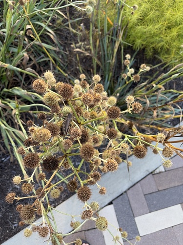 rattlesnake master