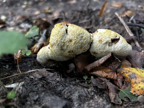 Chestnut Bolete