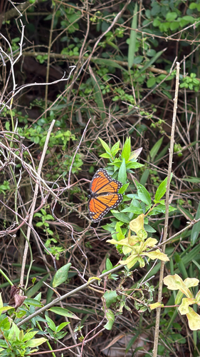Viceroy