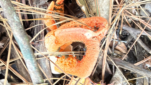 column stinkhorn