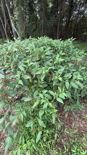 American pokeweed