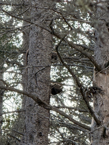 Fisher observed by micheline2008
