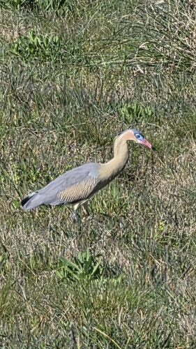 Whistling Heron