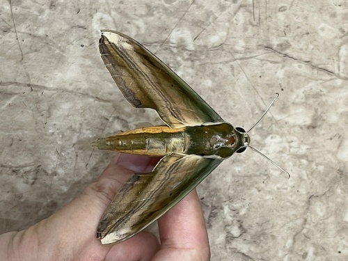 Yam Hawkmoth