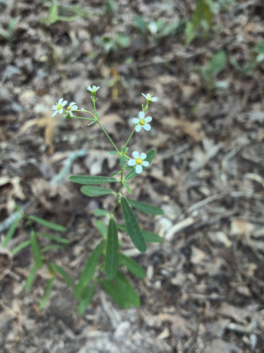 flowering spurge