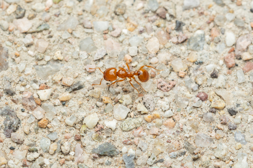 Golden Fire Ant