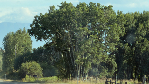quaking aspen