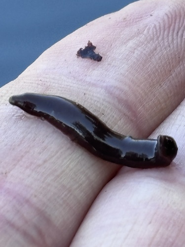 Erpobdella punctata
