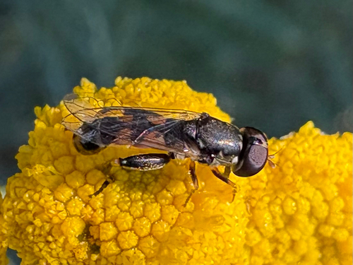 Thick-legged Hover Fly