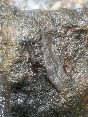 Eastern Dobsonfly