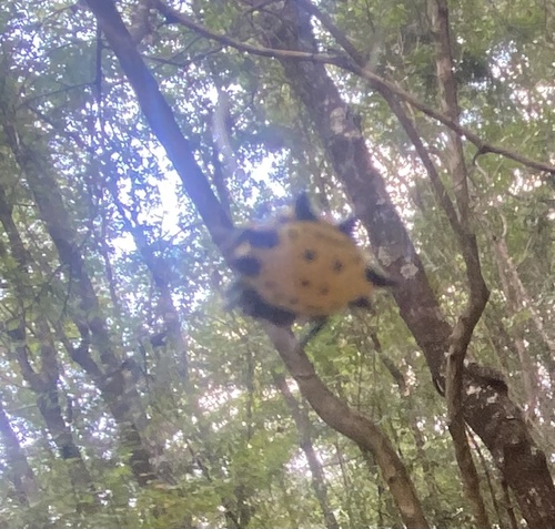 Spinybacked Orbweaver