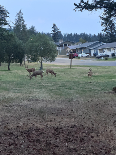 Mule Deer